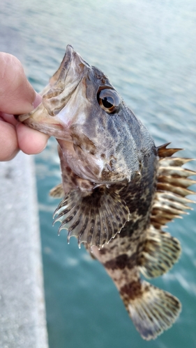 タケノコメバルの釣果