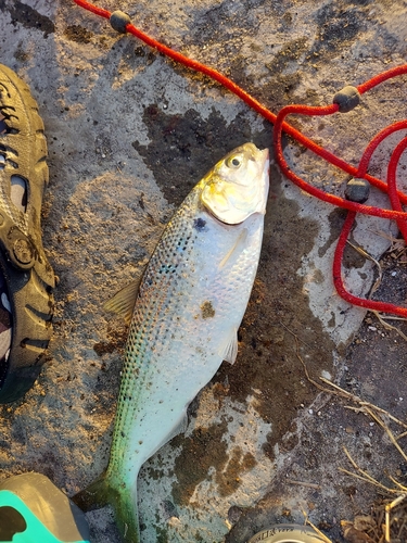 コノシロの釣果