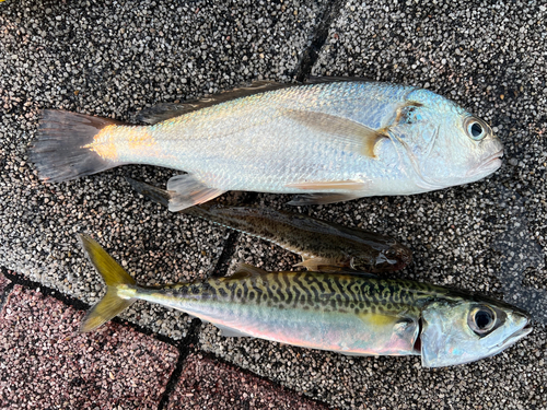 イシモチの釣果