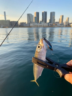 サバの釣果