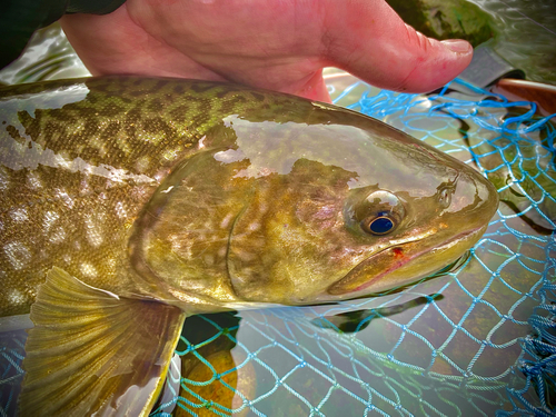 アメマスの釣果