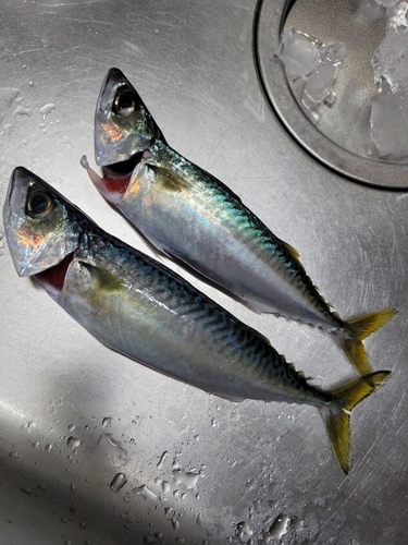 サバの釣果