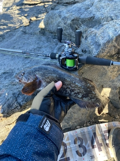 アイナメの釣果