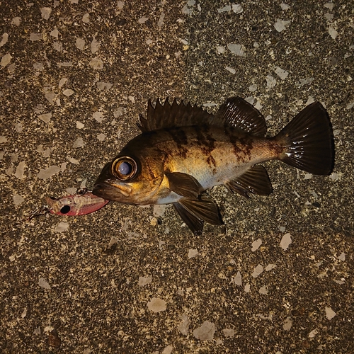 メバルの釣果