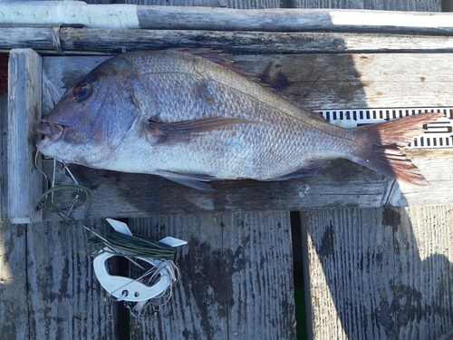 マダイの釣果