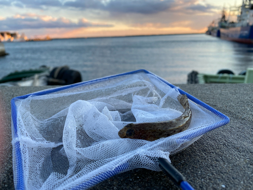 ハゼの釣果