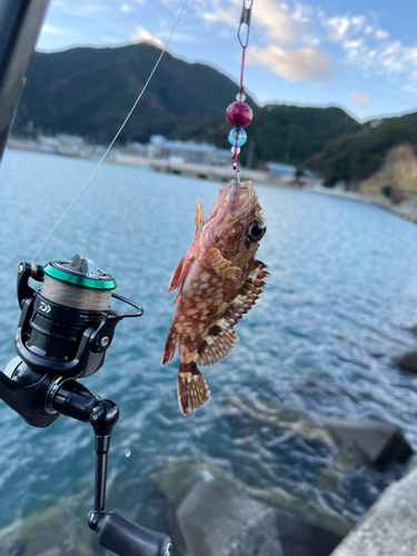 カサゴの釣果