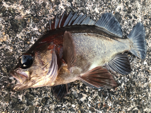 クロメバルの釣果