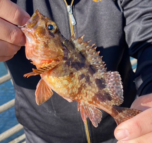 カサゴの釣果