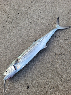 サゴシの釣果