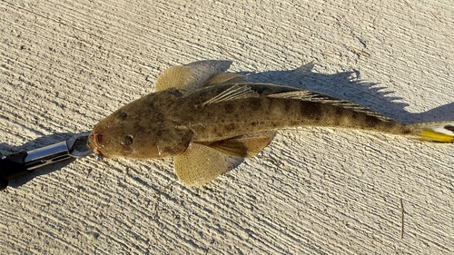 ミナミマゴチの釣果