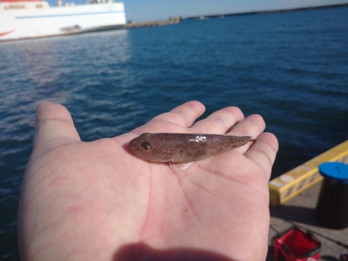 マハゼの釣果