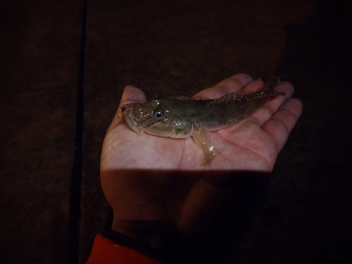 マハゼの釣果