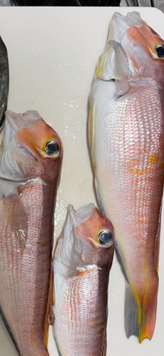 アマダイの釣果