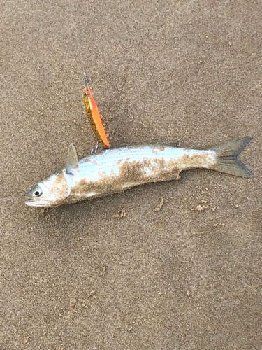 ボラの釣果