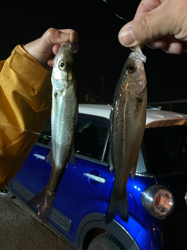 セイゴ（タイリクスズキ）の釣果