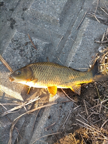 コイの釣果