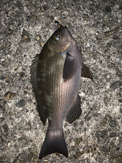 グレの釣果