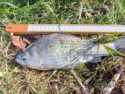 ヘラブナの釣果