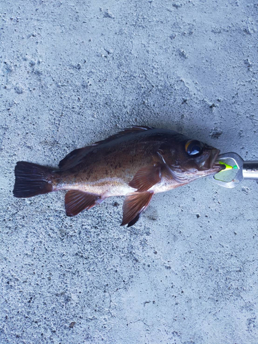 メバルの釣果