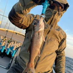 クロムツの釣果