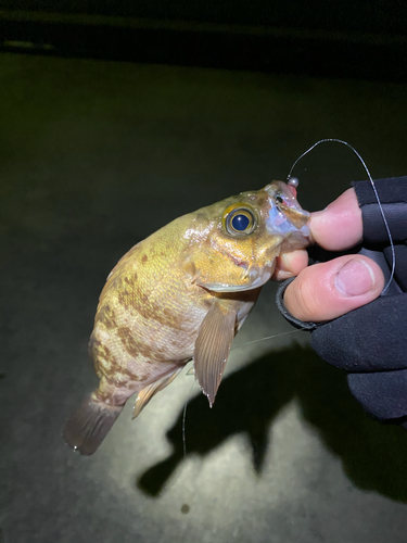 メバルの釣果