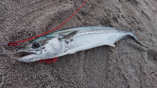 サゴシの釣果