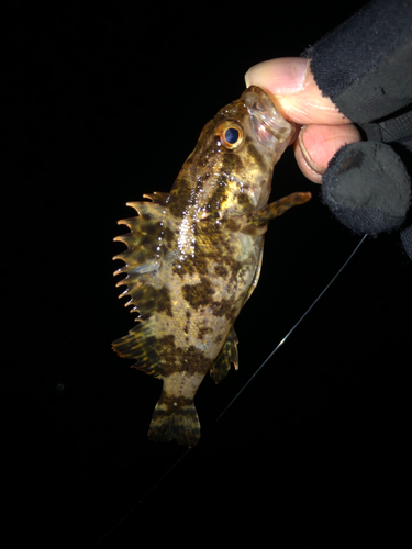 タケノコメバルの釣果