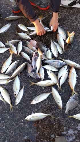 クロダイの釣果