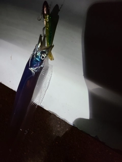 タチウオの釣果