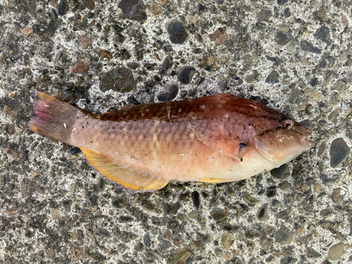 アカササノハベラの釣果