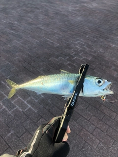 マサバの釣果