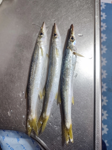 カマスの釣果