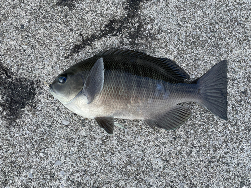 グレの釣果