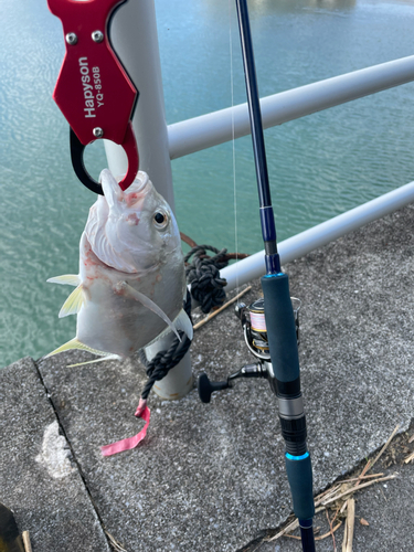 オニヒラアジの釣果