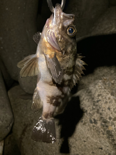 メバルの釣果