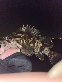 タケノコメバルの釣果