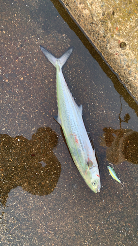 サゴシの釣果