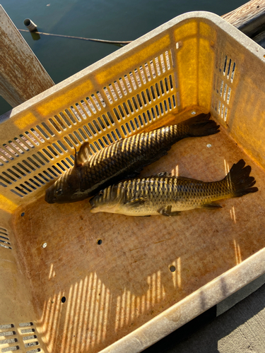 コイの釣果