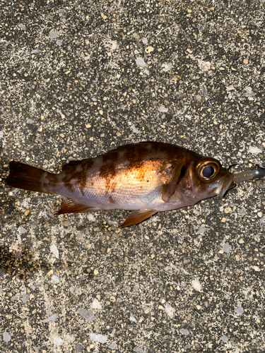 メバルの釣果