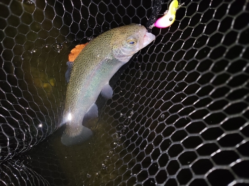 ニジマスの釣果