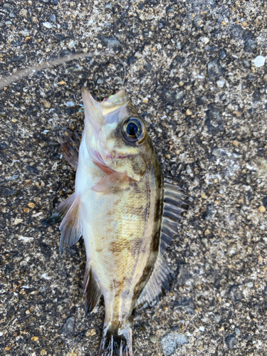 メバルの釣果