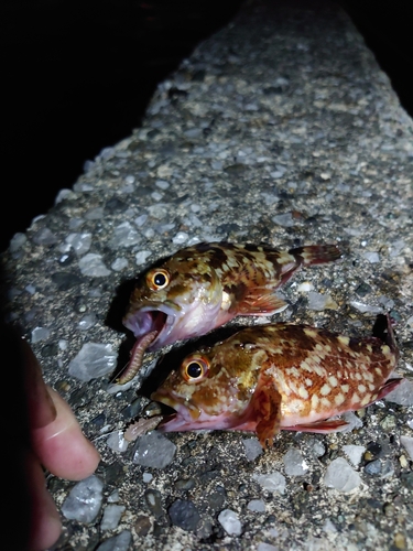 カサゴの釣果