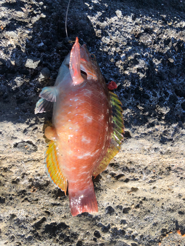 クロスズメダイの釣果