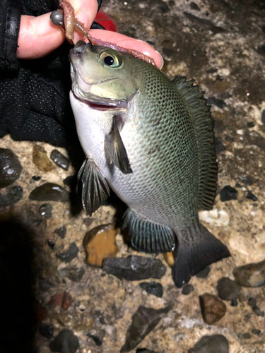 グレの釣果