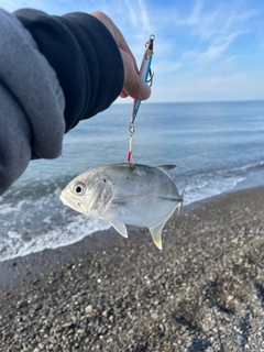 メッキの釣果