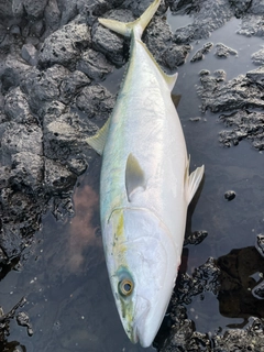 ヤズの釣果