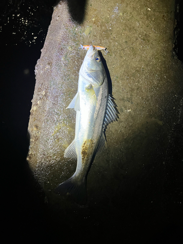 フッコ（マルスズキ）の釣果