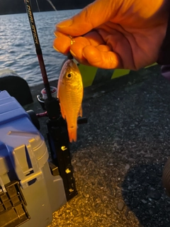 ネンブツダイの釣果