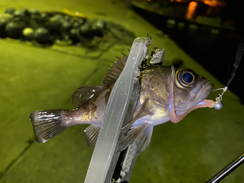 シロメバルの釣果